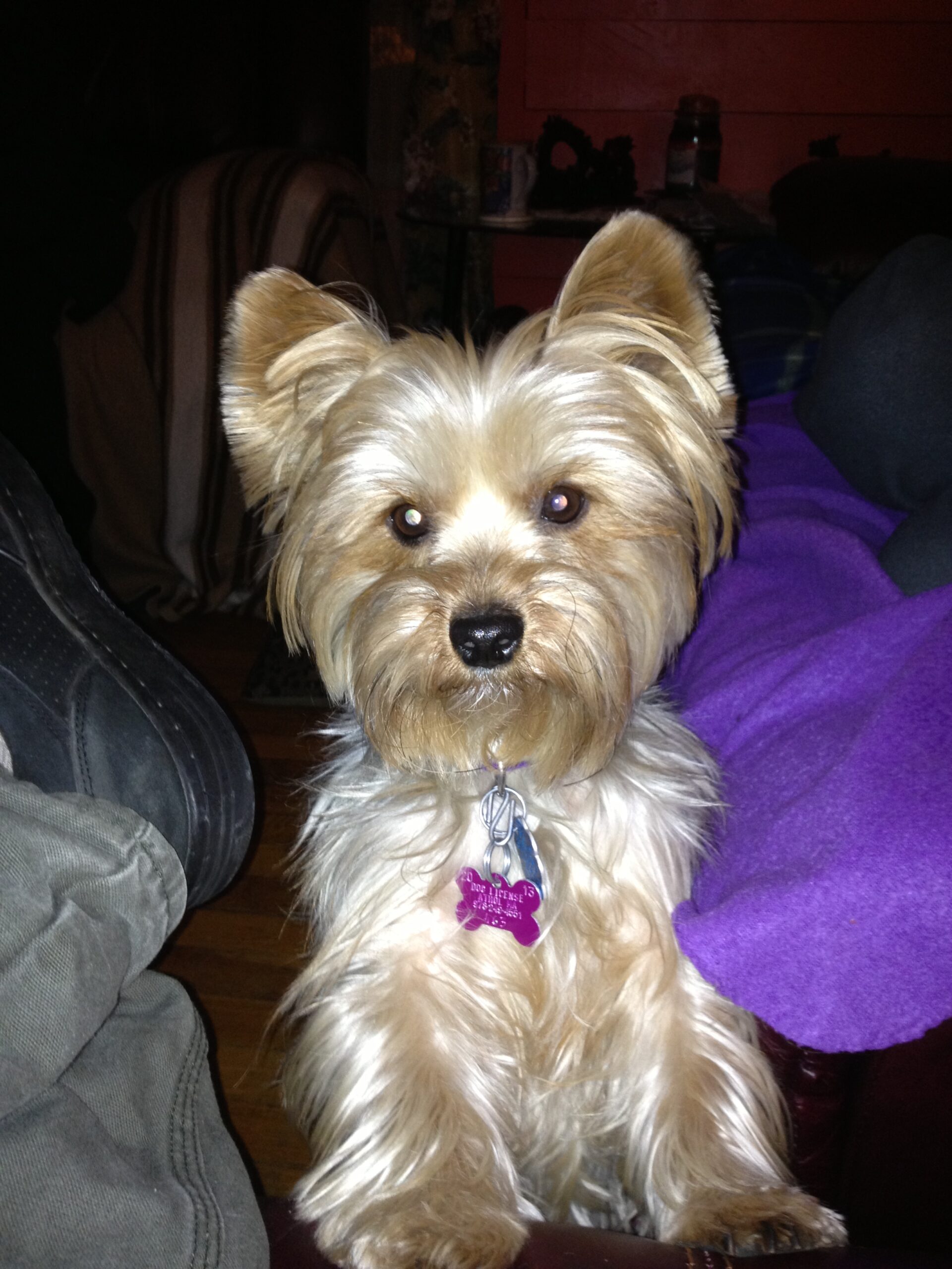 Pets Requirements Peru And Your Pets Pets On Vacation Too