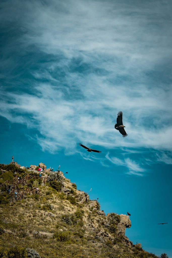 Condors